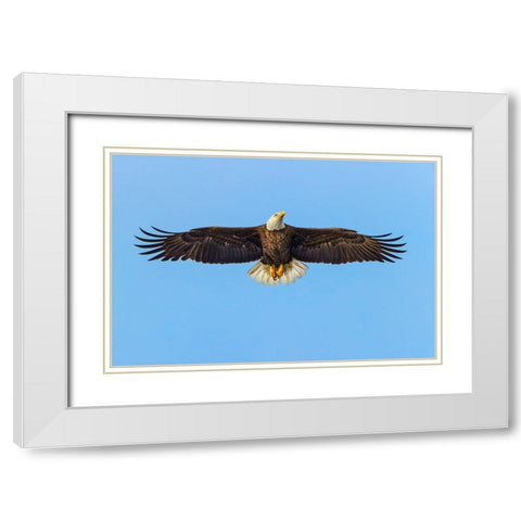 Bald eagle flying-Florida White Modern Wood Framed Art Print with Double Matting by Jones, Adam