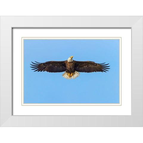 Bald eagle flying-Florida White Modern Wood Framed Art Print with Double Matting by Jones, Adam