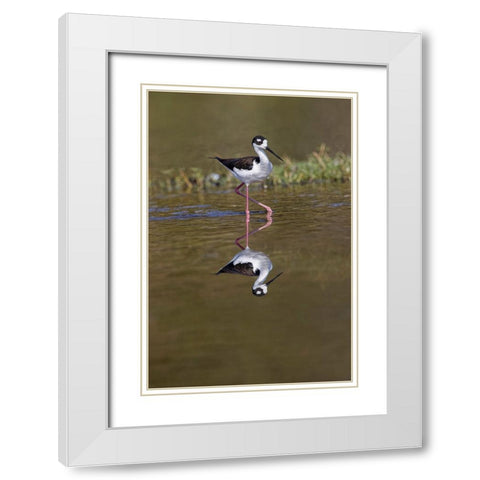 Black-necked stilt-Myakka River State Park-Florida White Modern Wood Framed Art Print with Double Matting by Jones, Adam