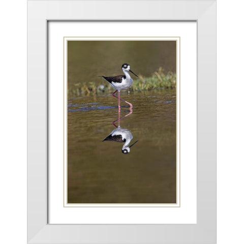 Black-necked stilt-Myakka River State Park-Florida White Modern Wood Framed Art Print with Double Matting by Jones, Adam