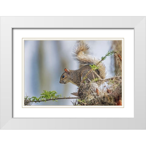 Eastern gray squirrel-Circle B Ranch-Florida White Modern Wood Framed Art Print with Double Matting by Jones, Adam