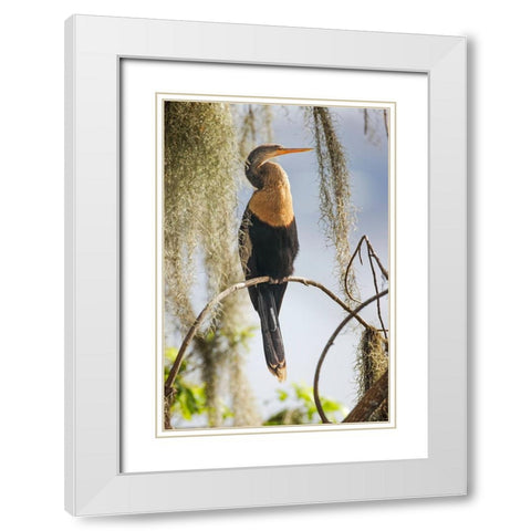 Female Anhinga Circle B Ranch-Florida White Modern Wood Framed Art Print with Double Matting by Jones, Adam