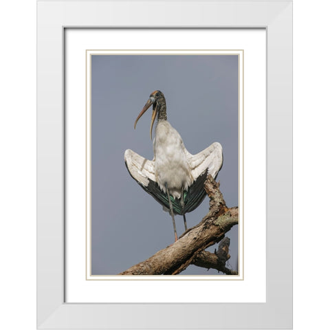 Wood stork-Circle B Ranch-Florida White Modern Wood Framed Art Print with Double Matting by Jones, Adam