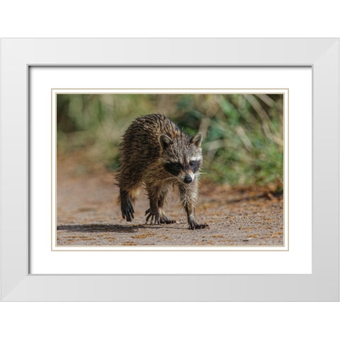 Raccoon walking-Circle B Ranch-Florida White Modern Wood Framed Art Print with Double Matting by Jones, Adam