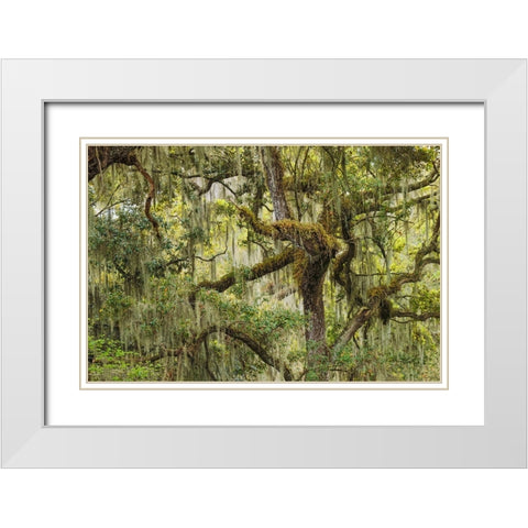 Live oak trees draped in Spanish moss-Polk County-Florida White Modern Wood Framed Art Print with Double Matting by Jones, Adam