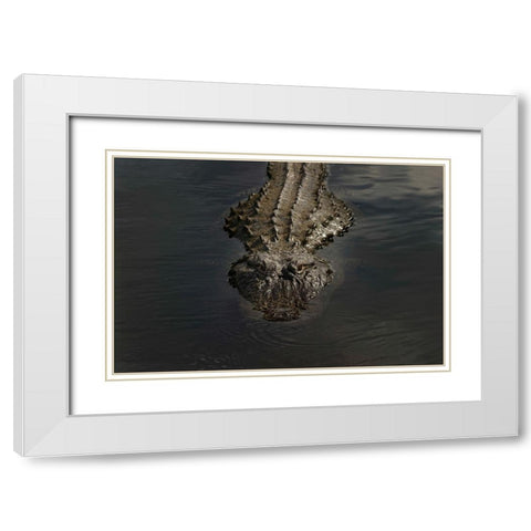 American alligator-Myakka River State Park-Florida White Modern Wood Framed Art Print with Double Matting by Jones, Adam