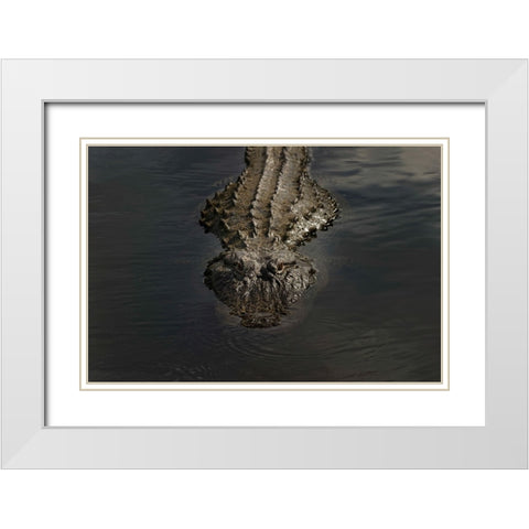 American alligator-Myakka River State Park-Florida White Modern Wood Framed Art Print with Double Matting by Jones, Adam