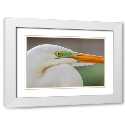 Great egret in breeding plumage-south Florida White Modern Wood Framed Art Print with Double Matting by Jones, Adam