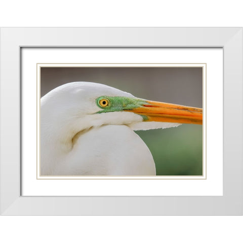Great egret in breeding plumage-south Florida White Modern Wood Framed Art Print with Double Matting by Jones, Adam