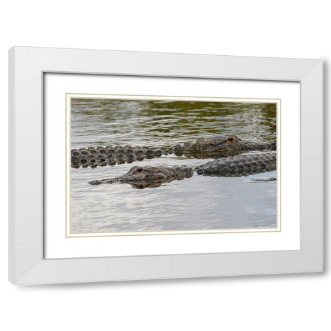 American alligators-Myakka River State Park-Florida White Modern Wood Framed Art Print with Double Matting by Jones, Adam