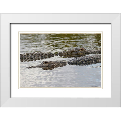 American alligators-Myakka River State Park-Florida White Modern Wood Framed Art Print with Double Matting by Jones, Adam