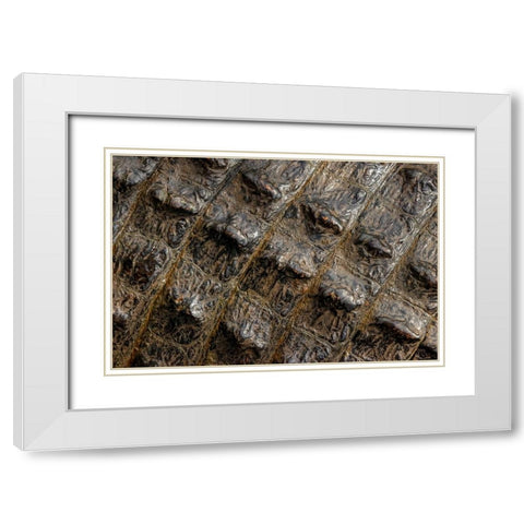American alligator scale pattern close-up-Myakka River State Park-Florida White Modern Wood Framed Art Print with Double Matting by Jones, Adam
