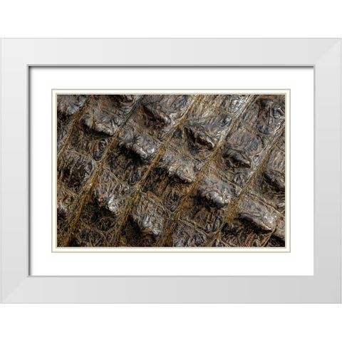 American alligator scale pattern close-up-Myakka River State Park-Florida White Modern Wood Framed Art Print with Double Matting by Jones, Adam