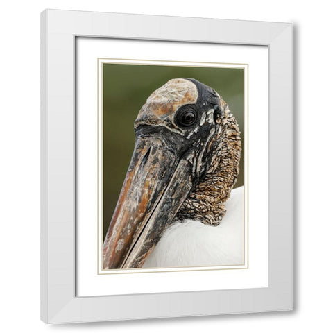 Wood stork-Circle B Ranch-Florida White Modern Wood Framed Art Print with Double Matting by Jones, Adam