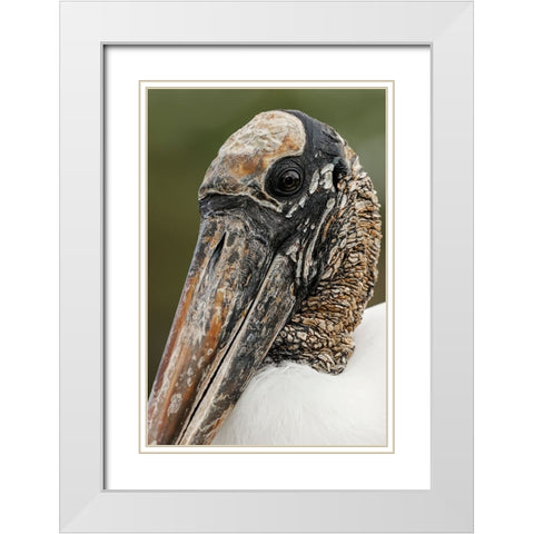 Wood stork-Circle B Ranch-Florida White Modern Wood Framed Art Print with Double Matting by Jones, Adam