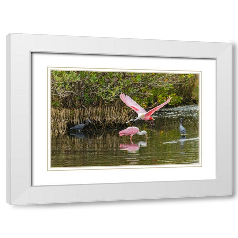 Roseate spoonbill flying-Merritt Island National Wildlife Refuge-Florida White Modern Wood Framed Art Print with Double Matting by Jones, Adam