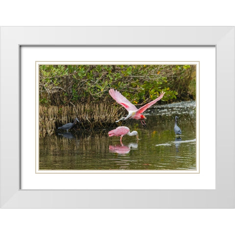 Roseate spoonbill flying-Merritt Island National Wildlife Refuge-Florida White Modern Wood Framed Art Print with Double Matting by Jones, Adam