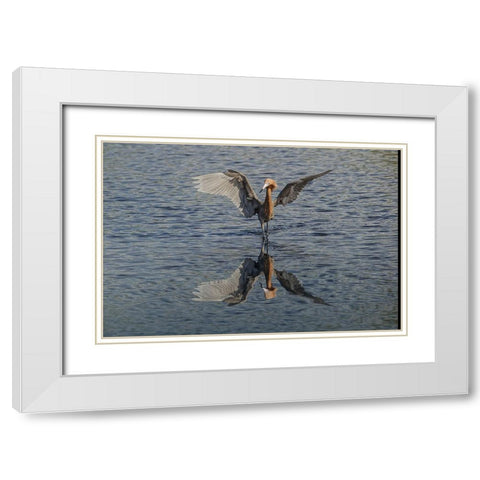 Reddish egret fishing-Merritt Island National Wildlife Refuge-Florida White Modern Wood Framed Art Print with Double Matting by Jones, Adam