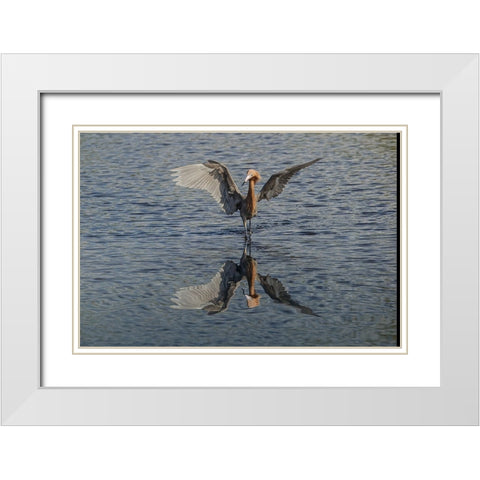 Reddish egret fishing-Merritt Island National Wildlife Refuge-Florida White Modern Wood Framed Art Print with Double Matting by Jones, Adam