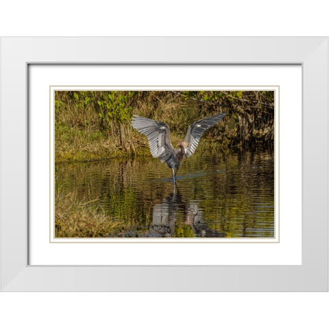 Reddish egret fishing-Merritt Island National Wildlife Refuge-Florida White Modern Wood Framed Art Print with Double Matting by Jones, Adam