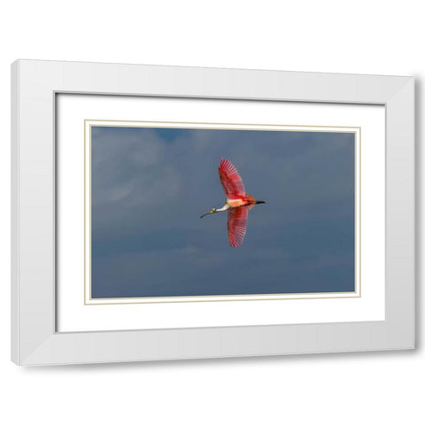 Roseate spoonbill flying-Merritt Island National Wildlife Refuge-Florida White Modern Wood Framed Art Print with Double Matting by Jones, Adam