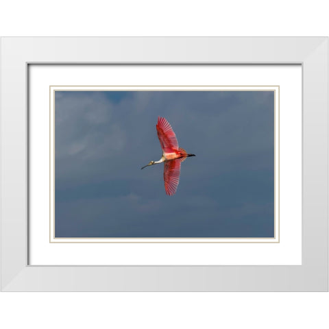 Roseate spoonbill flying-Merritt Island National Wildlife Refuge-Florida White Modern Wood Framed Art Print with Double Matting by Jones, Adam