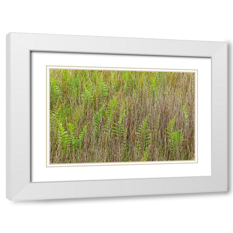 Ferns and grass pattern-Merritt Island National Wildlife Refuge-Florida White Modern Wood Framed Art Print with Double Matting by Jones, Adam