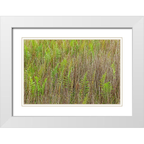 Ferns and grass pattern-Merritt Island National Wildlife Refuge-Florida White Modern Wood Framed Art Print with Double Matting by Jones, Adam
