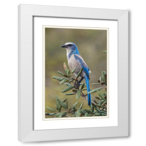 Florida scrub jay-Merritt Island National Wildlife Refuge-Florida White Modern Wood Framed Art Print with Double Matting by Jones, Adam