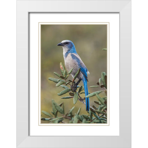 Florida scrub jay-Merritt Island National Wildlife Refuge-Florida White Modern Wood Framed Art Print with Double Matting by Jones, Adam
