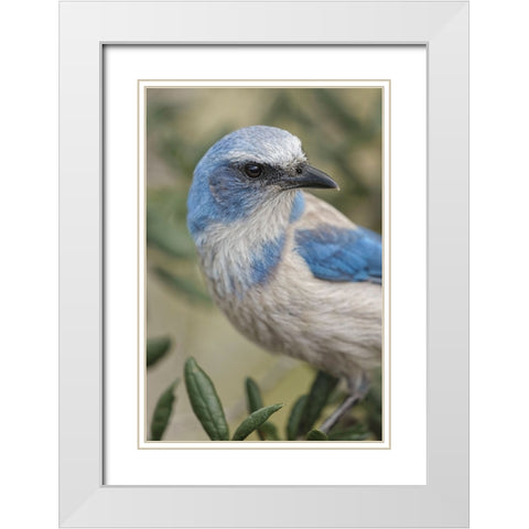 Florida scrub jay-Merritt Island National Wildlife Refuge-Florida White Modern Wood Framed Art Print with Double Matting by Jones, Adam
