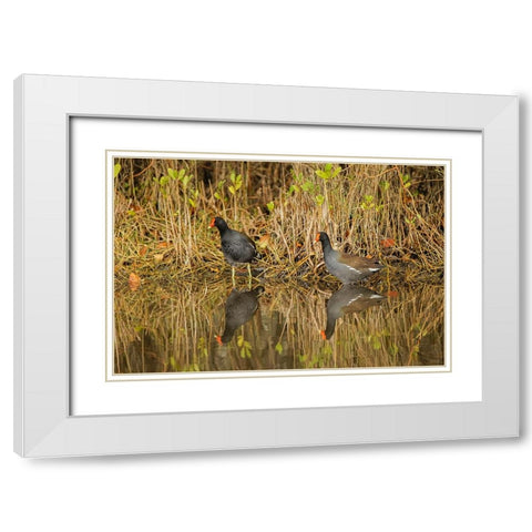 Pair of Moorhens-Merritt Island National Wildlife Refuge-Florida White Modern Wood Framed Art Print with Double Matting by Jones, Adam