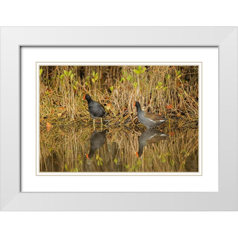 Pair of Moorhens-Merritt Island National Wildlife Refuge-Florida White Modern Wood Framed Art Print with Double Matting by Jones, Adam