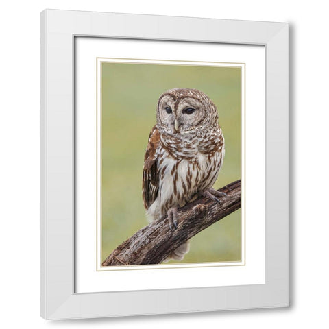 Barred owl-Strix varia-Florida White Modern Wood Framed Art Print with Double Matting by Jones, Adam