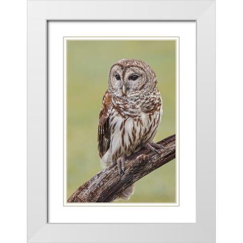 Barred owl-Strix varia-Florida White Modern Wood Framed Art Print with Double Matting by Jones, Adam