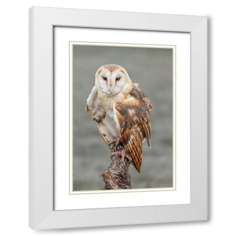 Barn owl-Tyto alba-Florida White Modern Wood Framed Art Print with Double Matting by Jones, Adam