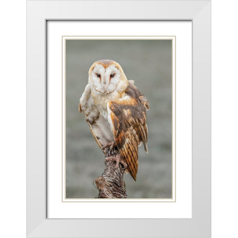 Barn owl-Tyto alba-Florida White Modern Wood Framed Art Print with Double Matting by Jones, Adam