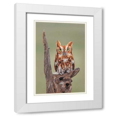 Eastern screech owl-Florida White Modern Wood Framed Art Print with Double Matting by Jones, Adam