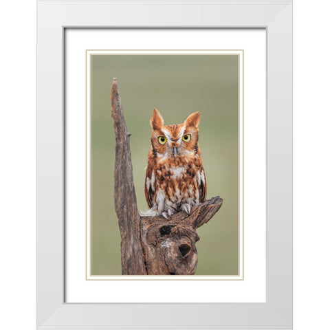 Eastern screech owl-Florida White Modern Wood Framed Art Print with Double Matting by Jones, Adam