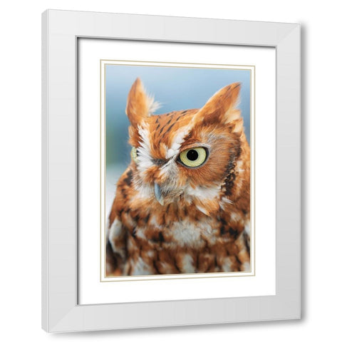 Eastern screech owl-Florida White Modern Wood Framed Art Print with Double Matting by Jones, Adam