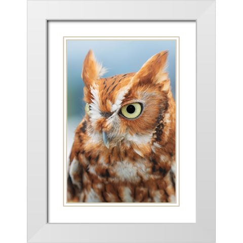 Eastern screech owl-Florida White Modern Wood Framed Art Print with Double Matting by Jones, Adam