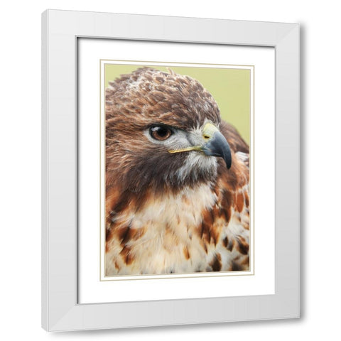Red-tailed hawk-Florida White Modern Wood Framed Art Print with Double Matting by Jones, Adam