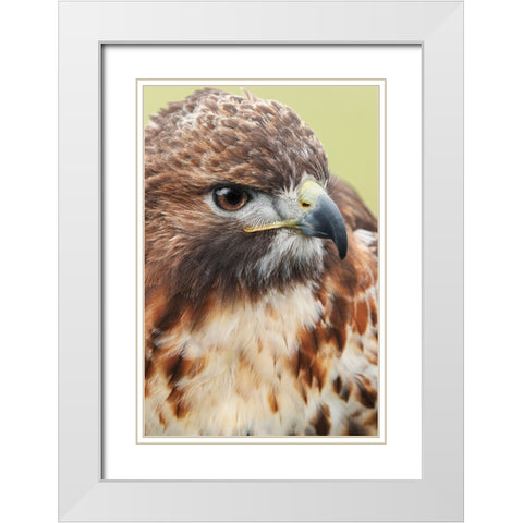 Red-tailed hawk-Florida White Modern Wood Framed Art Print with Double Matting by Jones, Adam