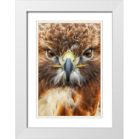 Red-tailed hawk-Florida White Modern Wood Framed Art Print with Double Matting by Jones, Adam