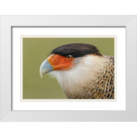 Crested caracara-south Florida White Modern Wood Framed Art Print with Double Matting by Jones, Adam