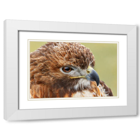 Red-tailed hawk-Florida White Modern Wood Framed Art Print with Double Matting by Jones, Adam