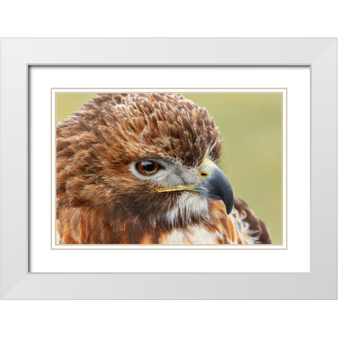 Red-tailed hawk-Florida White Modern Wood Framed Art Print with Double Matting by Jones, Adam