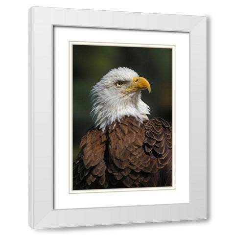 Bald eagle-Florida White Modern Wood Framed Art Print with Double Matting by Jones, Adam