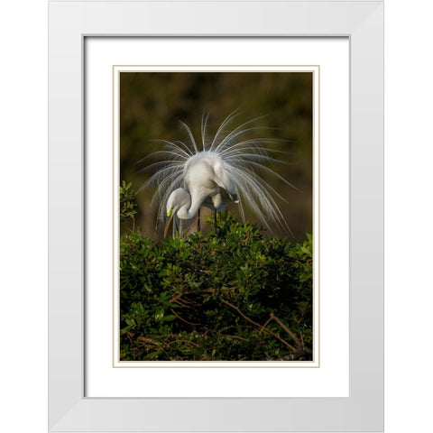 Great egret in courtship display in full breeding plumage-Venice rookery-Venice-Florida White Modern Wood Framed Art Print with Double Matting by Jones, Adam