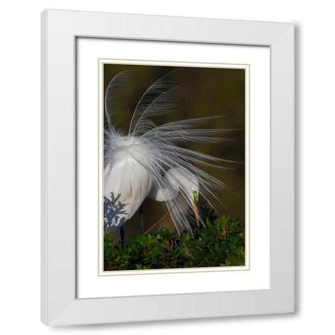 Great egret in courtship display in full breeding plumage-Venice rookery-Venice-Florida White Modern Wood Framed Art Print with Double Matting by Jones, Adam